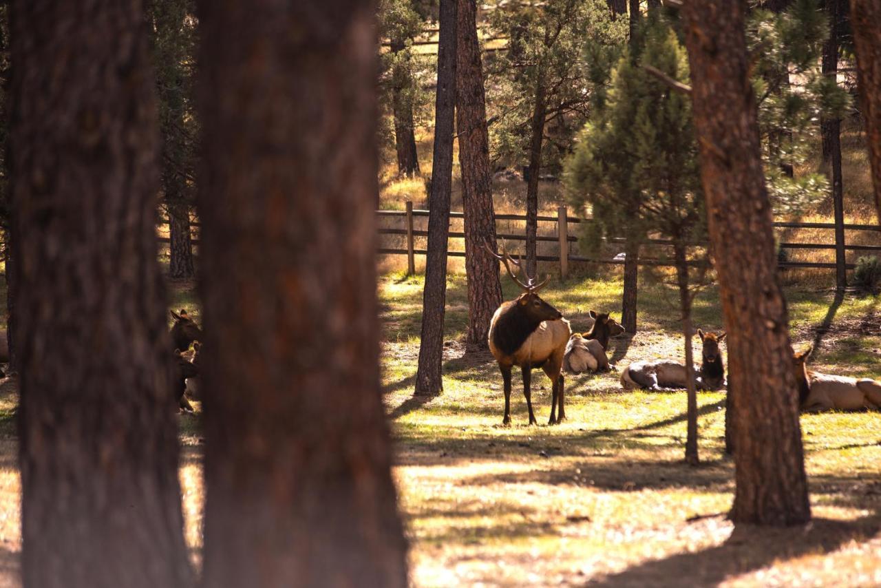 Huge Ruidoso Retreat With Game Room, Pool, 2 Balconies, 2 Kitchens - Sleeps 17! Екстериор снимка