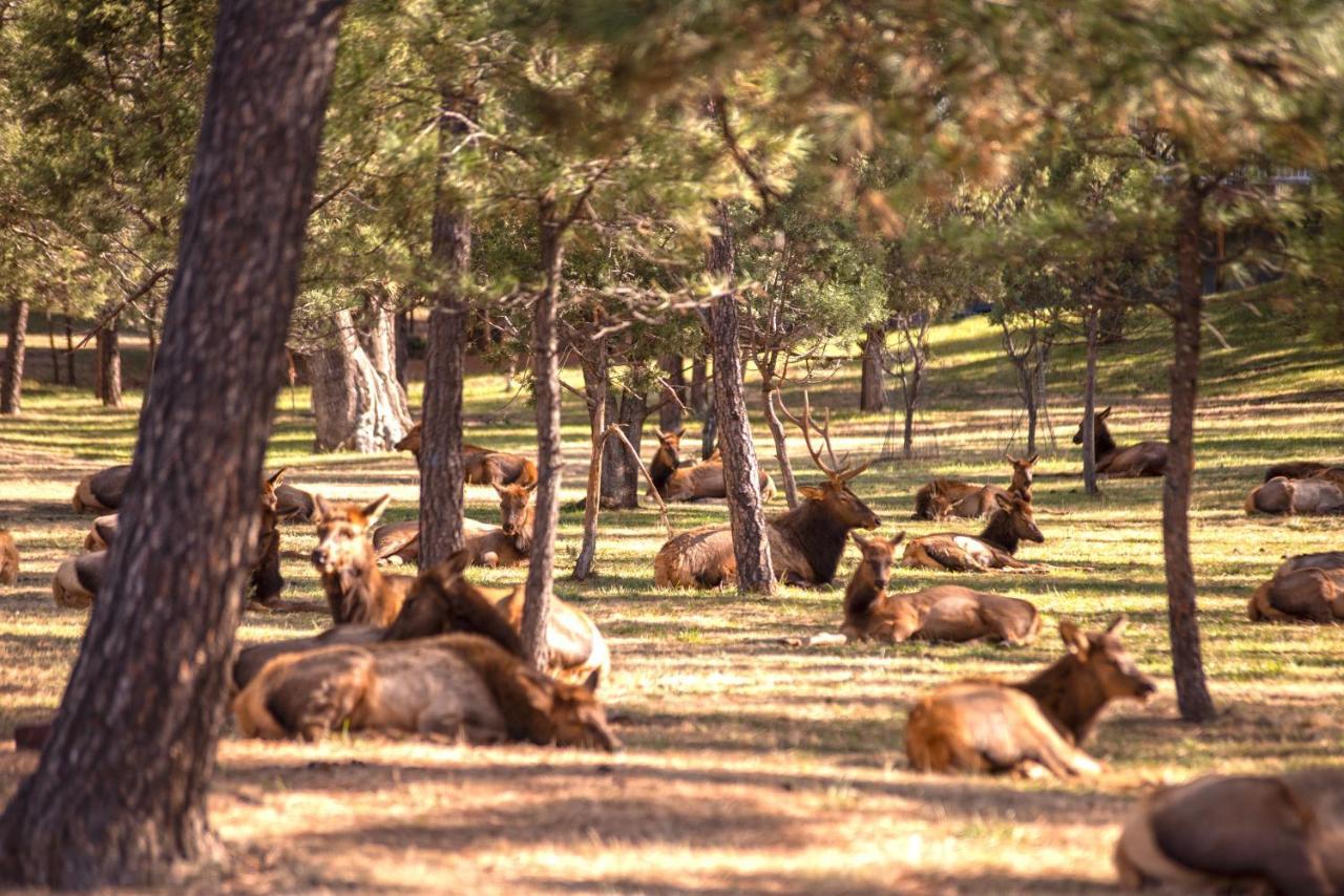 Huge Ruidoso Retreat With Game Room, Pool, 2 Balconies, 2 Kitchens - Sleeps 17! Екстериор снимка